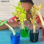 a boy looks at celery stalks in coloured water