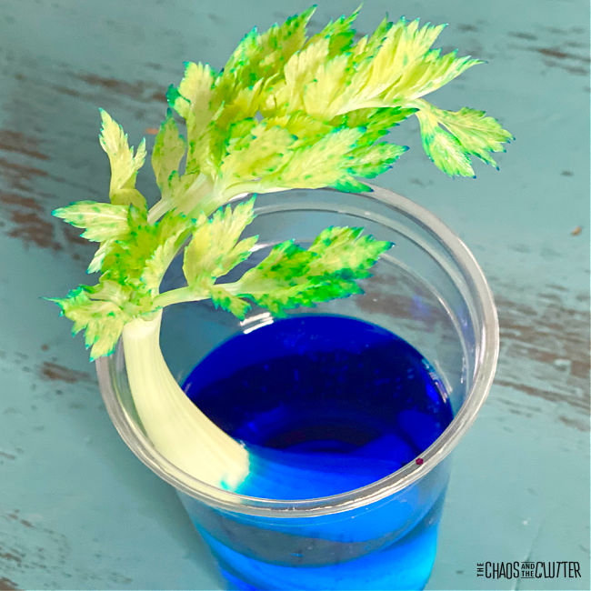 a stalk of celery sits in a glass of blue water and its leaves have a blue tinge to them