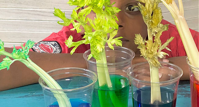 a boy looks at celery stalks in coloured water