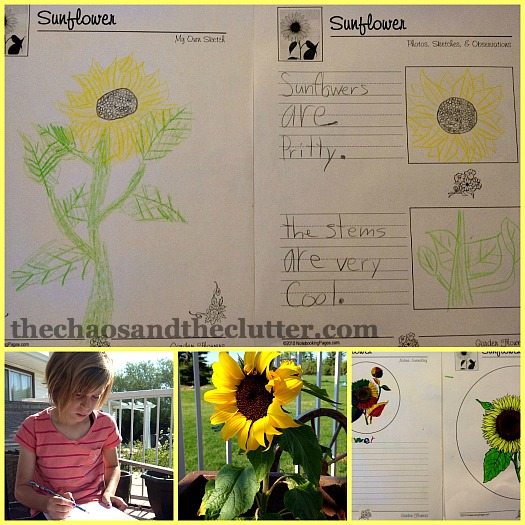 sunflower notebooking