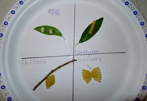 paper plate butterfly life cycle