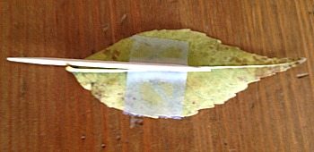 taped leaf