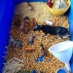 farm theme sensory bin
