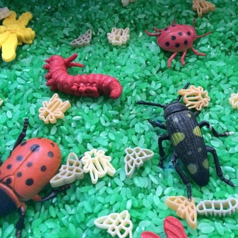 Pasta Craft Insect Insect Sensory Bin with Pasta