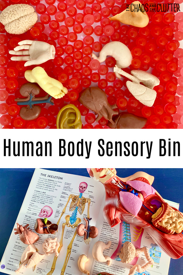 red water beads with toy body parts and organs and a book of the skeletal system with text that reads "Human Body Sensory Bin"
