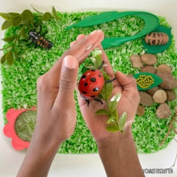 small hands hold a plastic ladybug and leaves