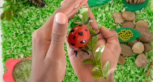 small hands hold a plastic ladybug and leaves